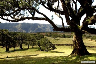 Fanal1тФм╨╣VisitMadeira
