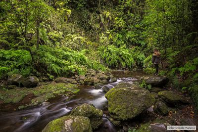 Levada-do-Rei002тФм╨╣Francisco-Correia
